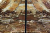 Tall, Petrified (Buckeye) Wood Bookends - Oregon #86221-2